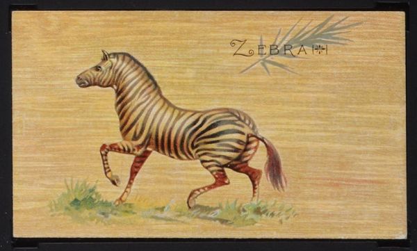 Zebra